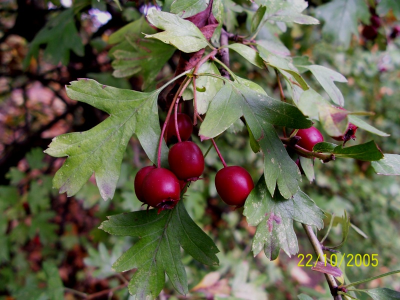 Crataegus monogyna / Biancospino comune
